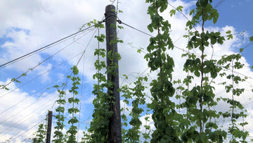 Hops Hit the Top! - Hogs Back Brewery