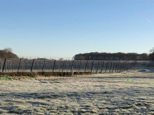 January In the Hop Garden - Hogs Back Brewery