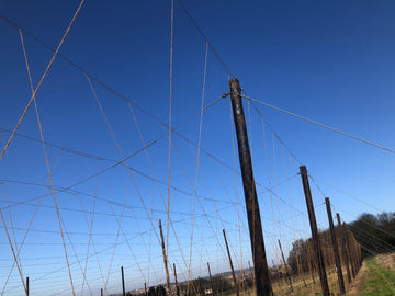 March in the Hop Garden - Hogs Back Brewery