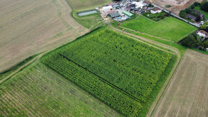 Onwards to Cascade and Farnham White Bine in Hop Harvest 2021 - Hogs Back Brewery