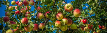 Perfect summer for cider apples - Hogs Back Brewery