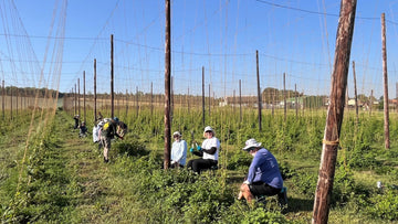 Hoppers twiddling in the Brewery Hop Garden