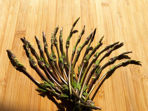 Poor Man’s Asparagus on the Tap Menu  - Hogs Back Brewery