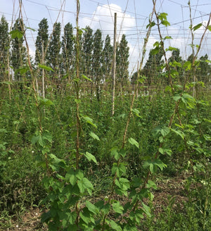 Second healthy hop harvest expected - Hogs Back Brewery