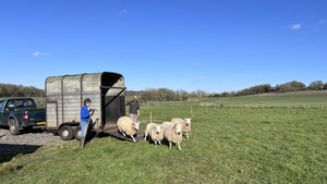 Sheep on the move - Hogs Back Brewery