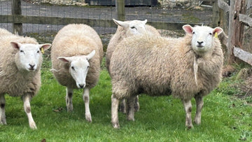 Sheep take up residence in the hop garden! - Hogs Back Brewery