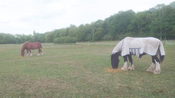 Spent grain goes to good home! - Hogs Back Brewery