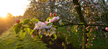 Spring Blossom - Hogs Back Brewery