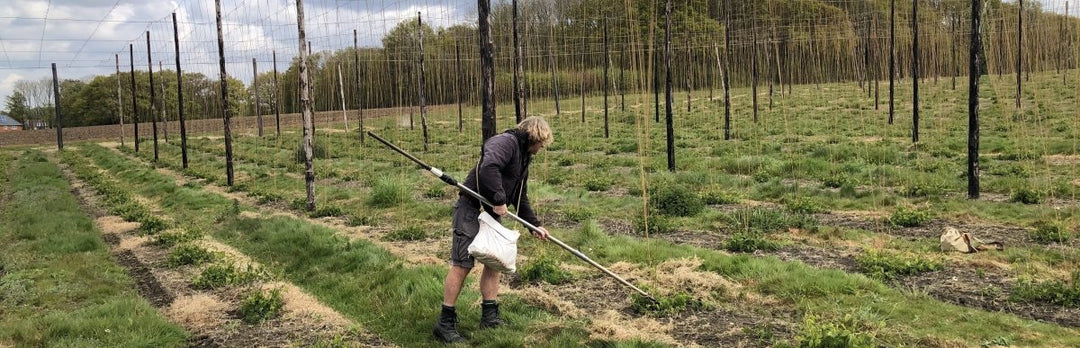 Still stringing the hop garden at Hogs Back Brewery – Hogs Back Brewery