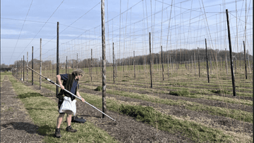 Stringing 2026 Starts! - Hogs Back Brewery