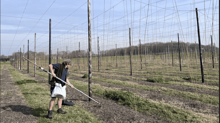 Hop Garden Stringing 2026 Starts! – Hogs Back Brewery