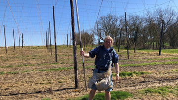 Stringing under the sunny spring skies - Hogs Back Brewery