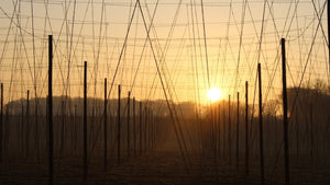 Sunshiny Days Boosts Solar production - Hogs Back Brewery