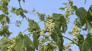 Too many males in the Hop Garden! - Hogs Back Brewery