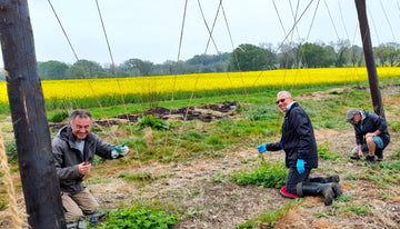 Twiddling in the Hop Garden - Hogs Back Brewery