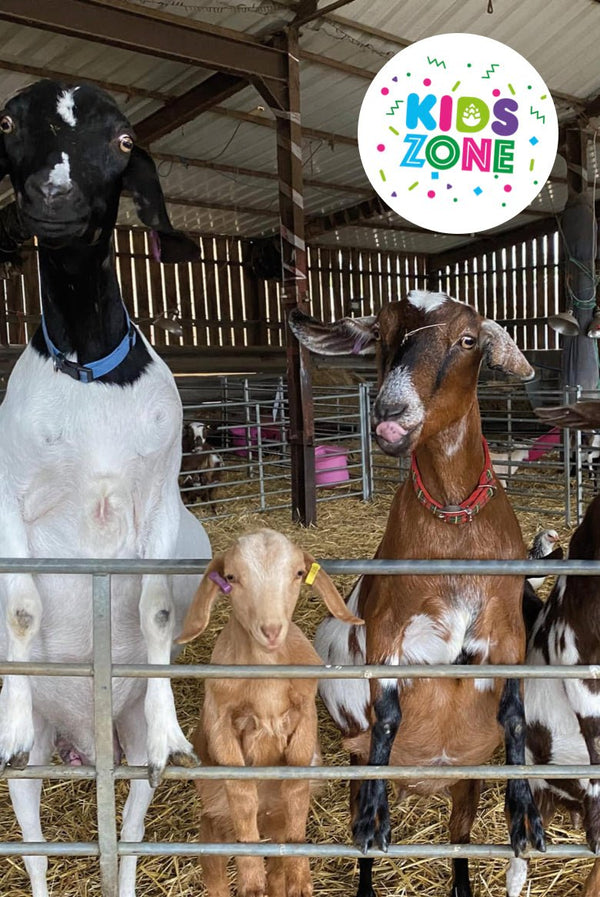Farm animals in the Hop Harvest TEA Party Kids Zone - HOP HARVEST TEA PARTY 2024 - Hogs Back Brewery